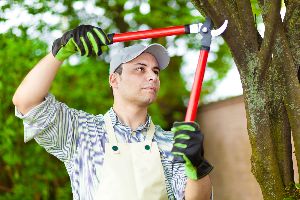 tree services