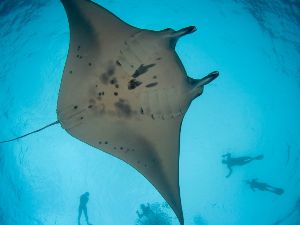 manta ray snorkel