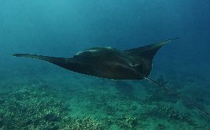 reef snorkeling