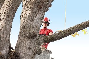 tree removal