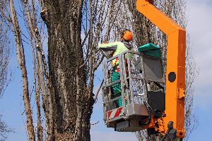 tree pruning