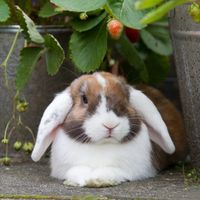 rabbit care