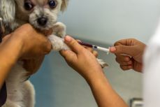puppy vaccinations