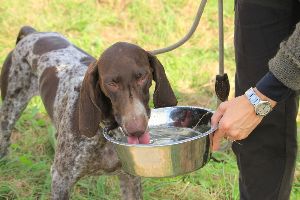 veterinarian