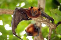 bat-removal-american-bio-tech-wildlife-services