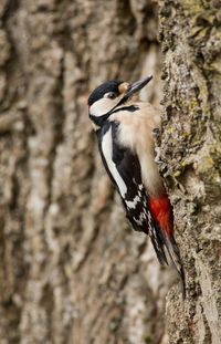 Woodpecker Removal
