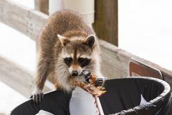 raccoon removal