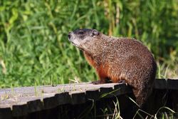 woodchuck removal