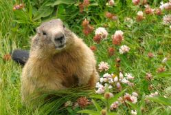 woodchuck-removal-american-bio-tech-wildlife-services