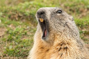 woodchuck removal