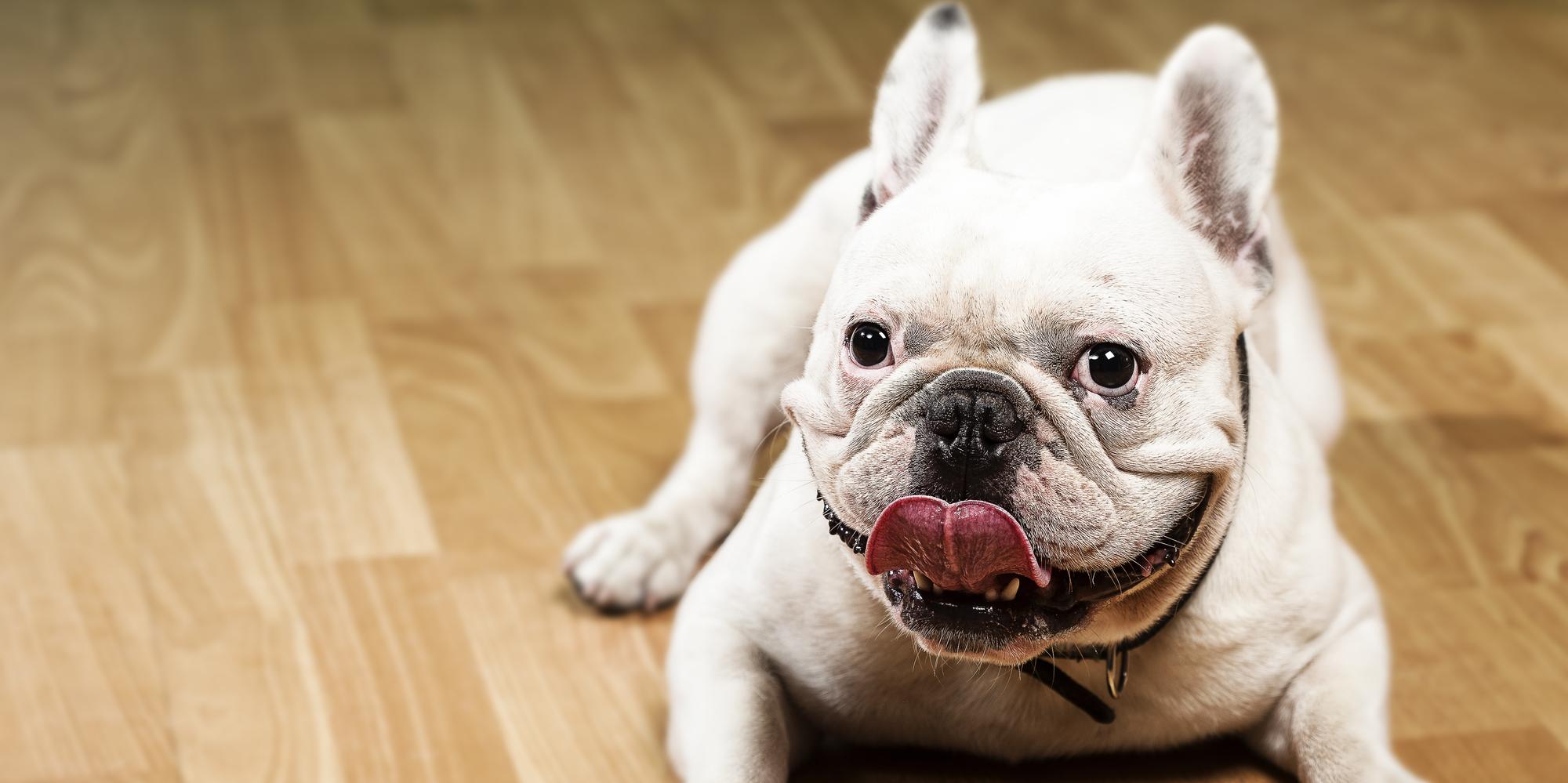 Why Do Dogs Drag Their Bottoms On The Floor Westside Veterinary Hospital