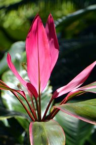 native Hawaiian plants