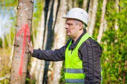 commercial tree care