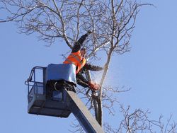 Tree-Removal-Marinette-WI