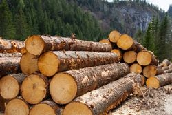 timber appraisal