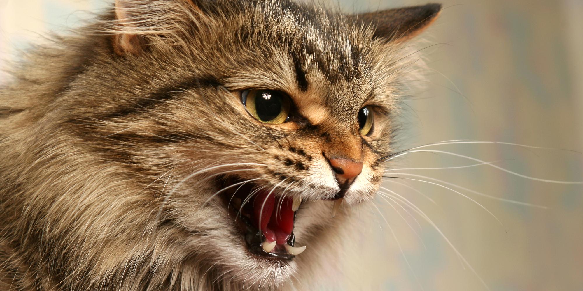 Cat spraying while in heat