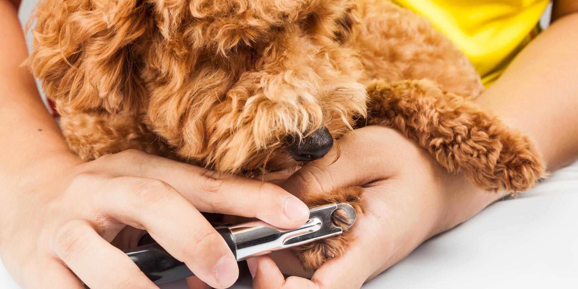 3 Tips for Trimming Your Dog's Nails - Florence Veterinary ...