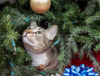 holiday pet care