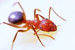 pest-control-exterminator-Wahiawa-HI