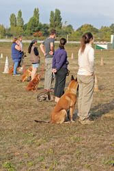 dog training Nicholasville KY