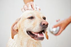 dog-grooming-nicholasville