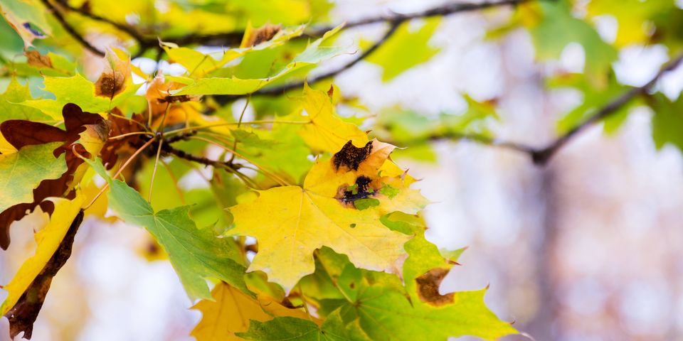 Why Are There Brown Spots On Tree Leaves Sherwood s Tree Service