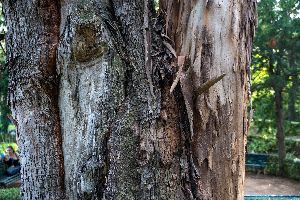 tree removal