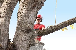 tree care