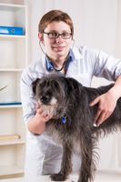 pet wellness exam