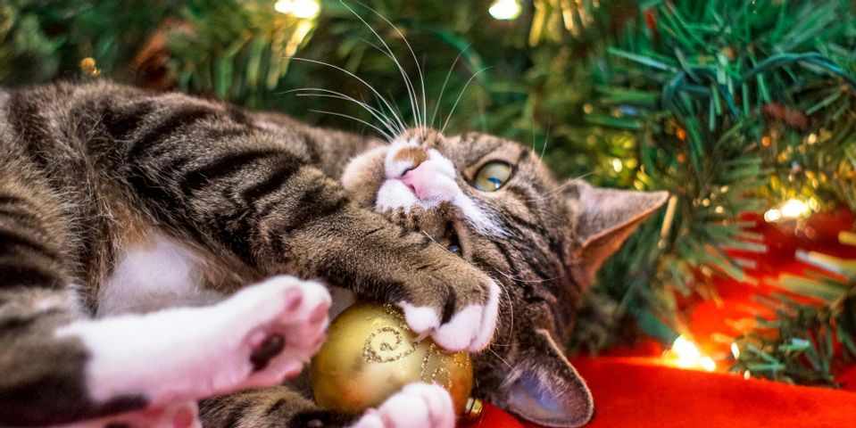 5 Ways To Deter Your Cat From Climbing The Christmas Tree - Kapolei Pet 