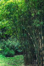 bamboo remediation
