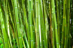bamboo remediation