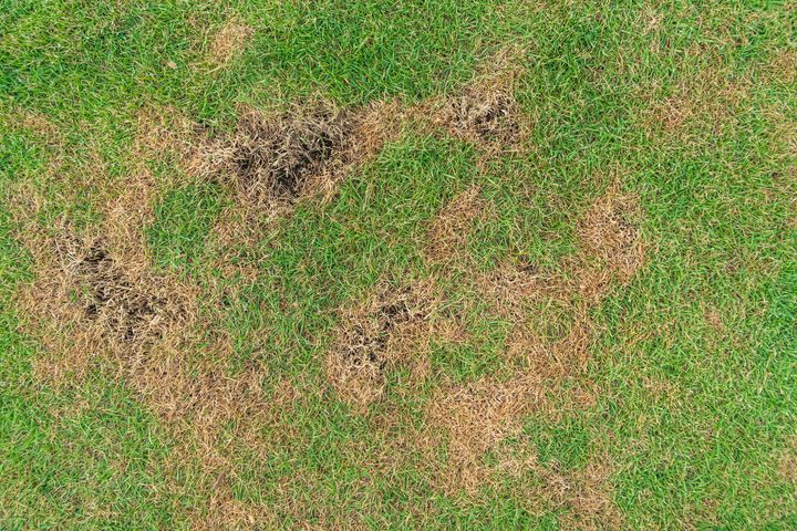 How to Identify Common Lawn Diseases - Nature Plus Lawn & Irrigation