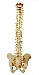 spine alignment