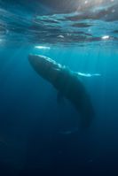 whale-watching-kapolei-hi
