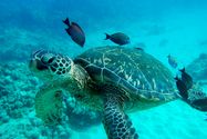 swim with turtles
