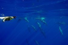 Kapolei-Hawaii-dolphin-snorkel-tour