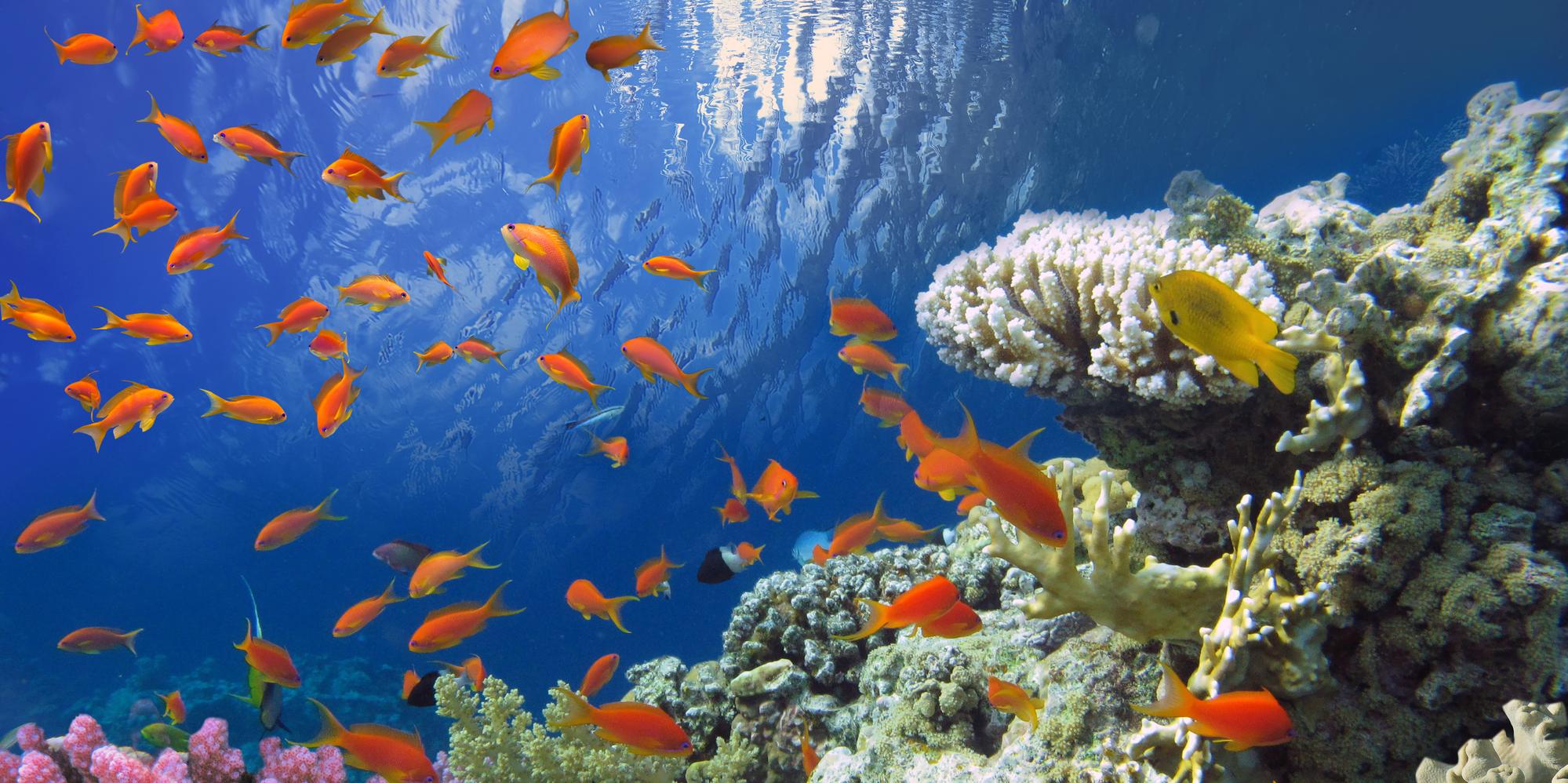 5 Fun Facts About Coral Reefs in Hawaii - KoOlina Ocean Adventures
