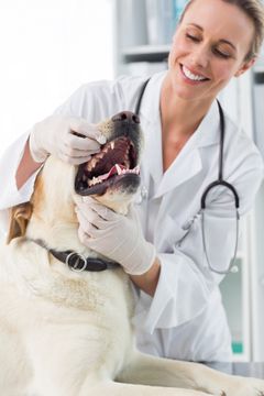 animal dentist