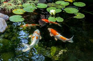 aquatic weed control 