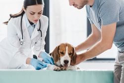emergency pet care