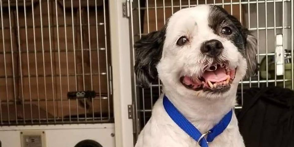 Foster or Adopt Jill, a Llasa Apso dog at Sean Casey Animal Rescue