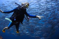 PADI Honolulu HI