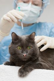 Pet-Vaccine