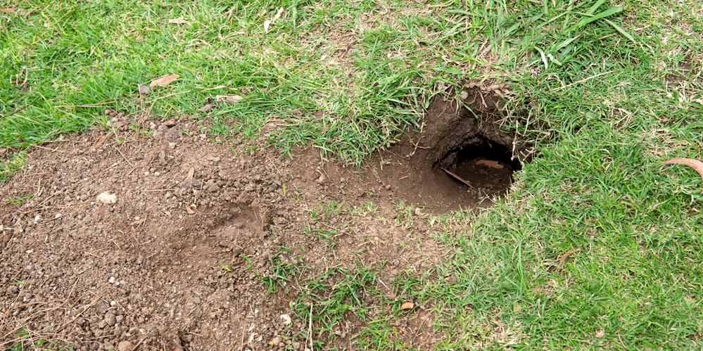 Brewster's Wildlife Removal Experts Identify Common Causes Behind Lawn & Garden  Holes - Westchester Wildlife