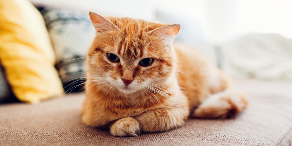 4 Sounds Cats Make and Their Meanings - Troy & Wentzville Veterinary ...