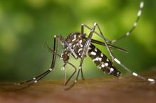 denver-NC-mosquito-repellent