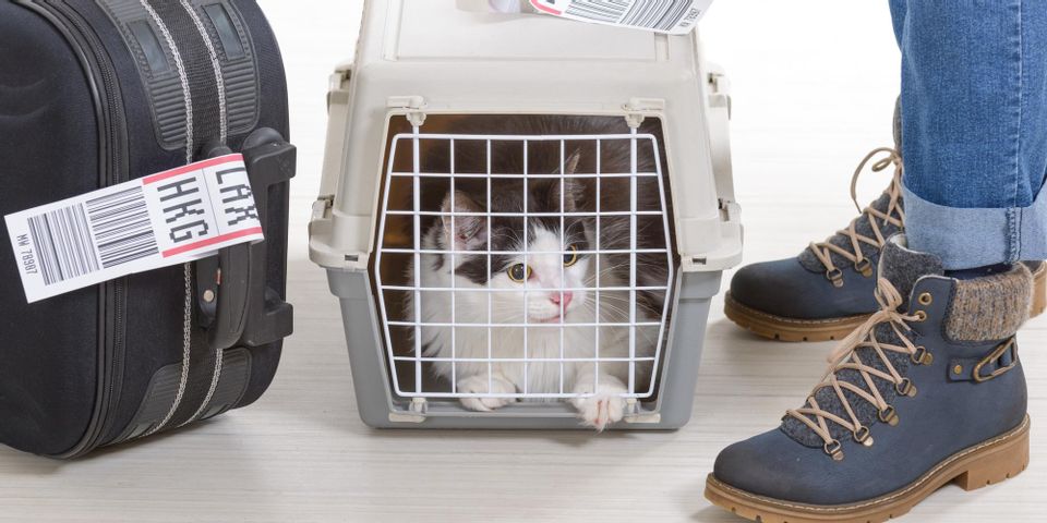 A Guide to Getting Your Cat Into a Carrier O’Fallon Veterinary