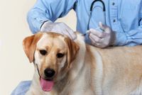pet-vaccinations-ofallon-veterinary-medical-center