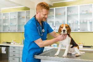 pet health